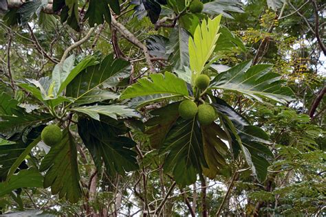 Artocarpus Camansi Moraceae