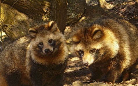 This Tanuki Raccoon Dog Has Been Spoiled By Its Owner Grape Japan