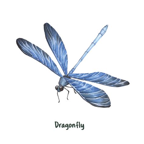 Hand Drawn Dragonfly Isolated On White Background Download Free