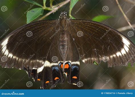 Australian Fuscous Swallowtail Butterfly Papilio Fuscus Stock Photo