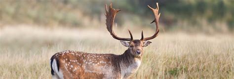 Hunting Fallow Deer In South Africa Somerby Safaris