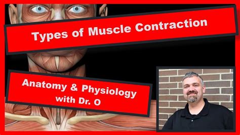 Types Of Muscle Contraction Anatomy And Physiology YouTube