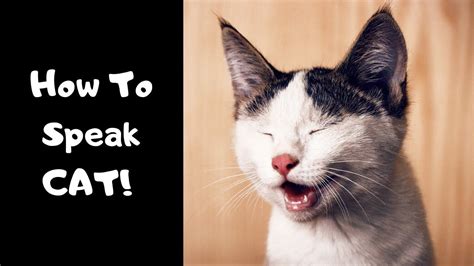 How To Speak Cat Language And Communicate Better With The Cat Youtube