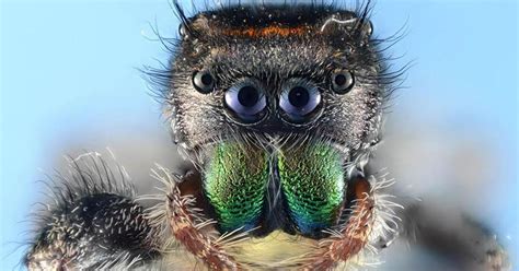 Nature Up Close Spiders Cbs News