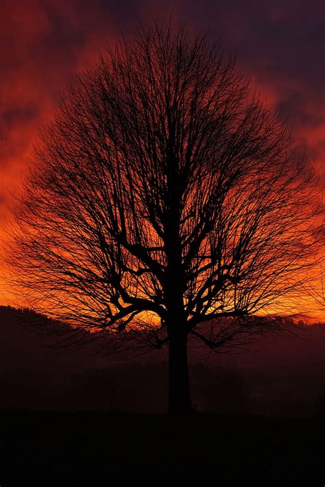 Free Download Hd Wallpaper Silhouette Of Bare Tree Single Tree