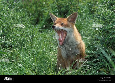 Red Fox Adult Sitting In High Weeds Stock Photo Alamy