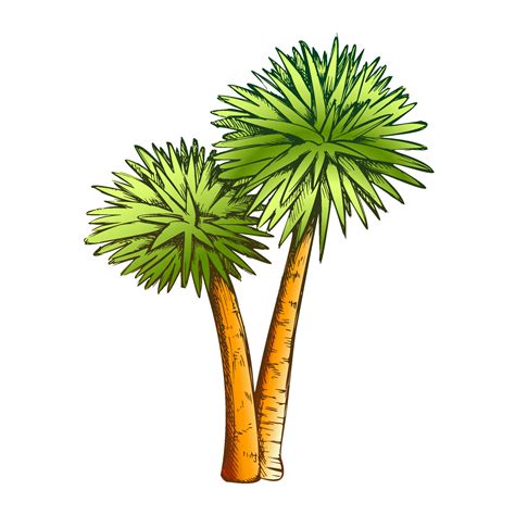 Sabal Palm Exotic Tropical Trees Color Vector 17578177 Vector Art At