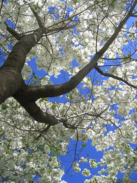 Flowering plum trees are very low maintenance plants that need minimal pruning. Ohio's Dogwood Trees | Dengarden