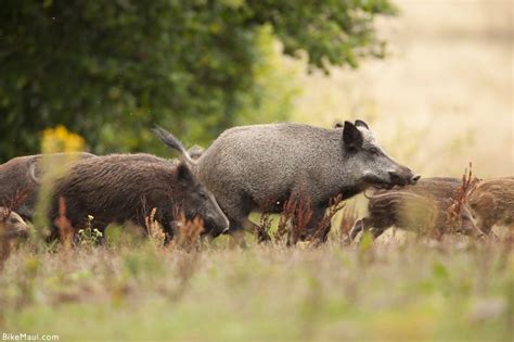 Maui Fauna Of The Month Feral Pigs In Hawaii Hawaii Puaa