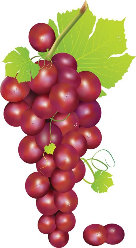 Blood Currant Clipart 20 Free Cliparts Download Images On Clipground 2024