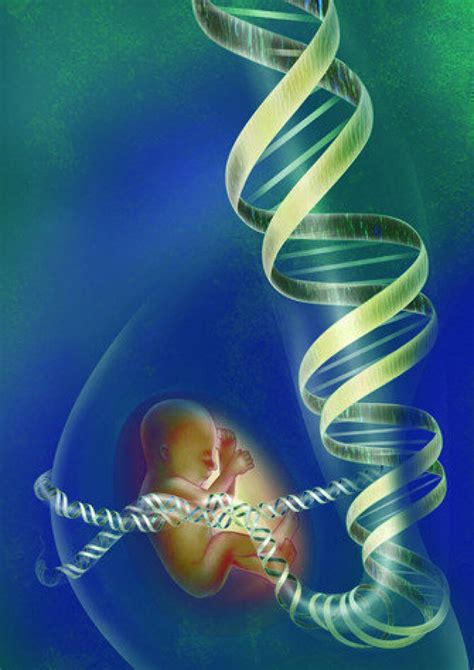 Entire Genome Of Fetus Sequenced Without Dna From Man Los Angeles Times