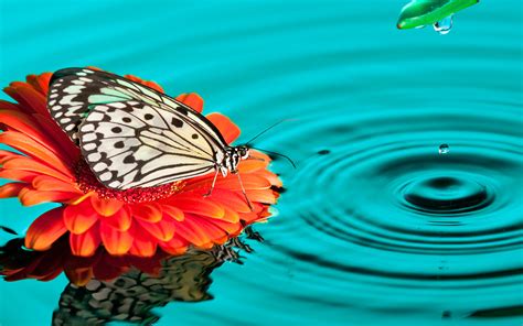 Butterfly Drops Wallpapers Hd Wallpapers Id 13997