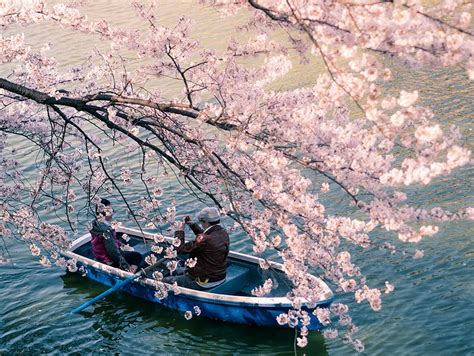 The Most Beautiful Japanese Cherry Blossom Photos Most Beautiful