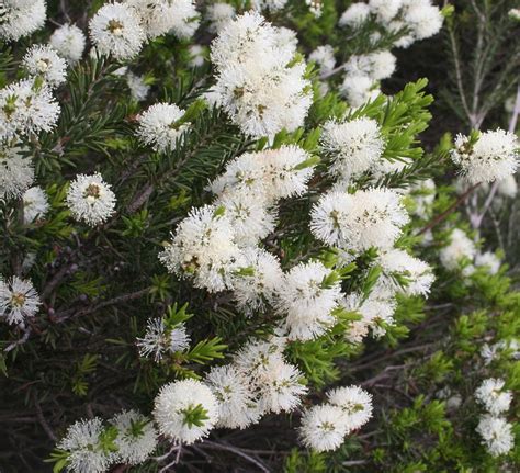 Melaleuca Ericifolia Yarra Ranges Local Plant Directory