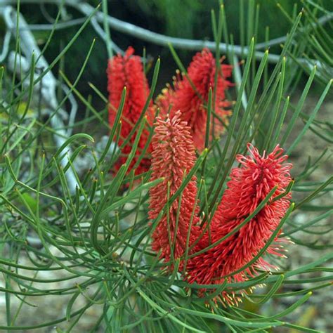 How to grow sunflowers from seed in the garden and in pots. HAKEA bucculenta - Hakea - Australian Seed
