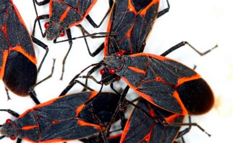 10 Boxelder Bug Questions Answered