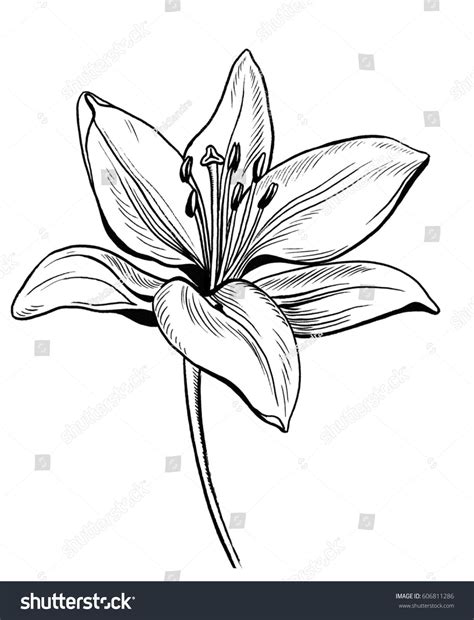 lily flower drawing | Lilies drawing, Flower drawing, Lilly flower drawing