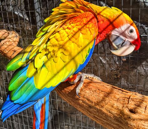 Sunburst Macaws Newest Hybrid Macaw Macaws