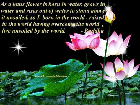 If these minds love one another the home will be as beautiful as a flower garden. Buddha's Dharma : As a lotus flower is born in water, grows in water and rises out of water to ...