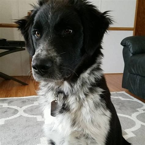 Border Collie Great Pyrenees Mix Size And Appearance