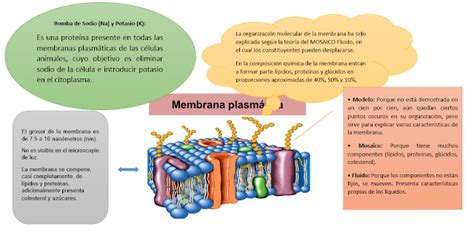 Blog De La Vida Biologia Membrana Celular O Plasmática