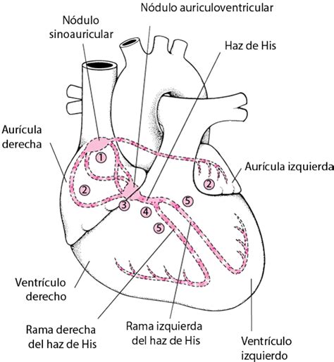 Revisión De Las Arritmias Trastornos Cardiovasculares Manual Msd