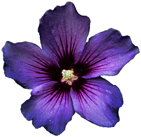 Hibiscus Producer Png Png Arts