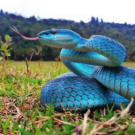 17 Hypnotically Colorful And Ridiculously Good Looking Snakes Snake