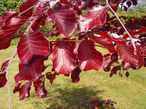 5 Copper Beech 3 4ft Purple Hedging Treesstunning All Year Colour 90