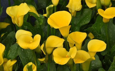 Download Wallpaper 3840x2400 Calla Lilies Flowers Plant Yellow 4k