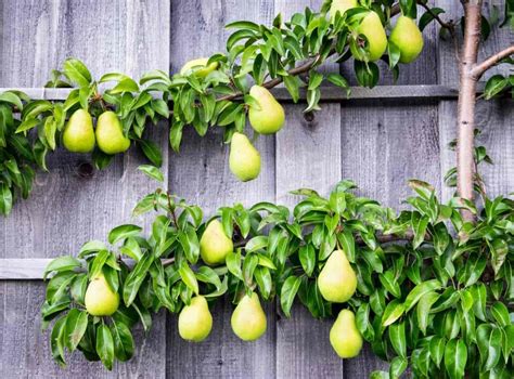 Branching Out How To Espalier Apple Trees For Optimal Growth And