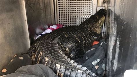 6 Foot Alligator Removed From Hot Tub In Kansas City Home