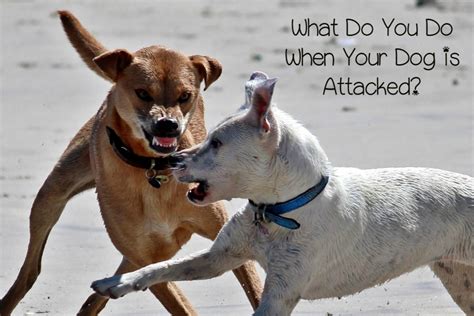 What Should You Do If Your Dog Is Attacked In A Fight