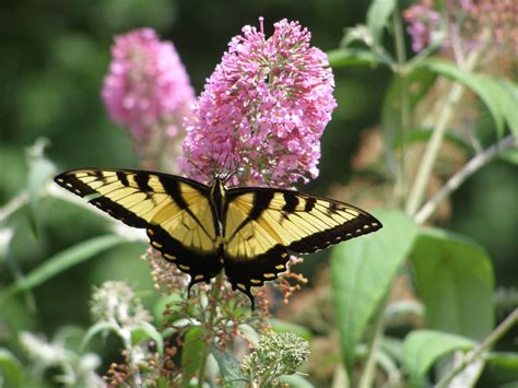 Tiger Swallowtail On A Butterfly Bush In My Private Place Butterfly