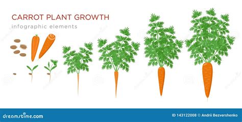 Carrot Plant Growth Stages Infographic Elements Growing Process Of