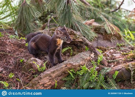 American Pine Marten Martes Americana Kit Sits On Ground Mouth Open