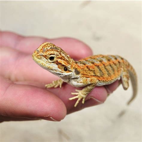 Baby Fancy Bearded Dragon Wallpapers Heroes