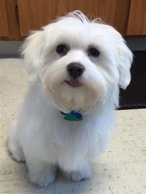 Pin On Coton De Tulear