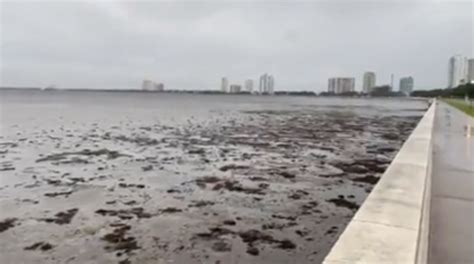 Someone Captured The Surreal Phenomenon Of Reverse Storm Surge As Tampa