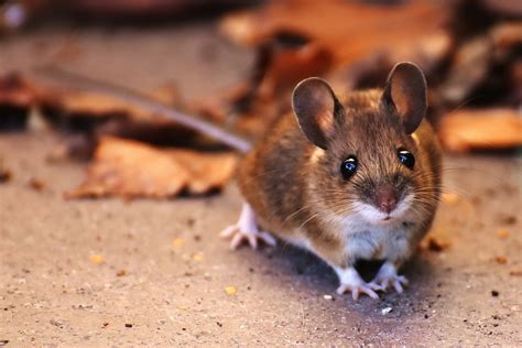 Wood Mouse Rodent Cute Free Photo On Pixabay Pixabay