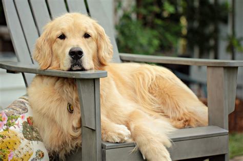 Golden Retriever Size Guide How Big Does A Golden Retriever Get