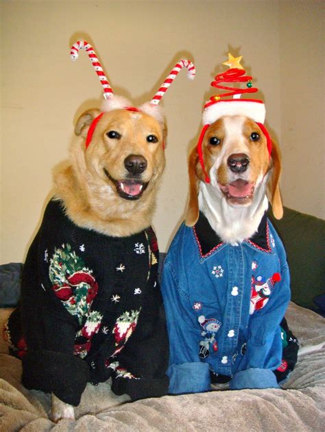 A cartoon illustration of an ugly dog looking confused. Adorable Dogs in Horrible Christmas Sweaters