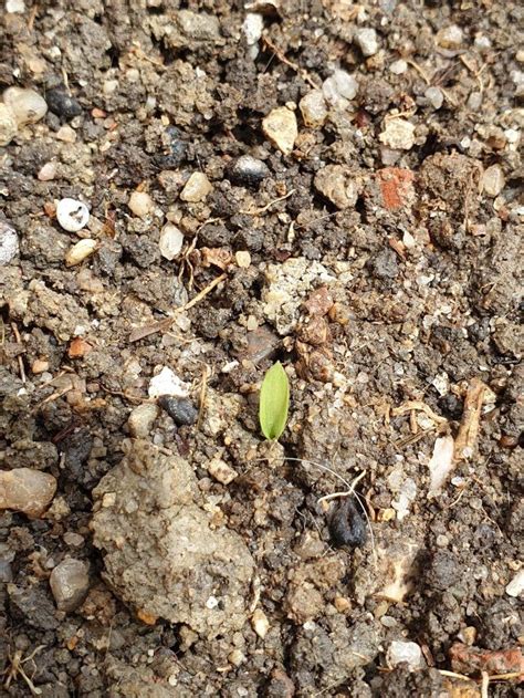 Seeded The Soil With Bermuda 4 Days Ago Is This The Seed Germinating