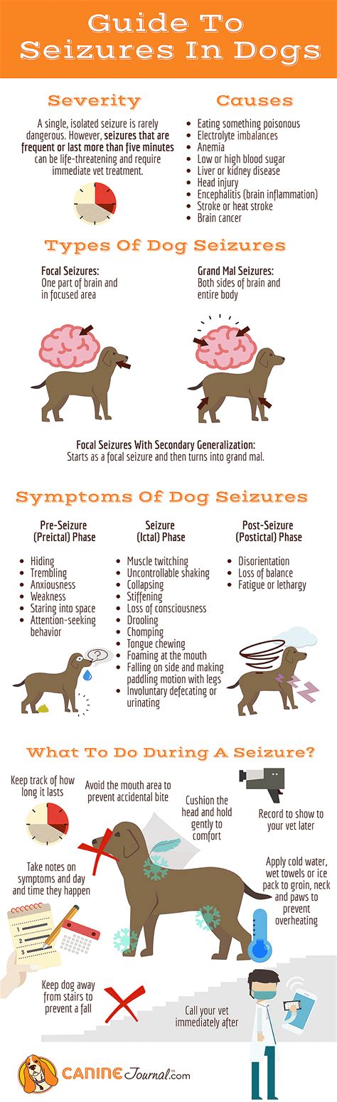 Dog Seizures Causes Symptoms Signs Treatments And Medication