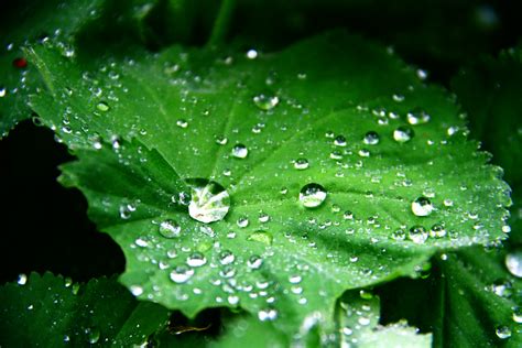 Raindrops On Leaves by ProjectSchwarzDorn on DeviantArt