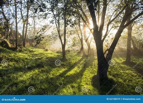 Sunrise In Misty Trees Stock Image Image Of Contrast 62138319