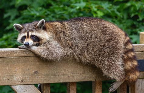 28 Cute Raccoon Pics You Need In Your Life Readers Digest