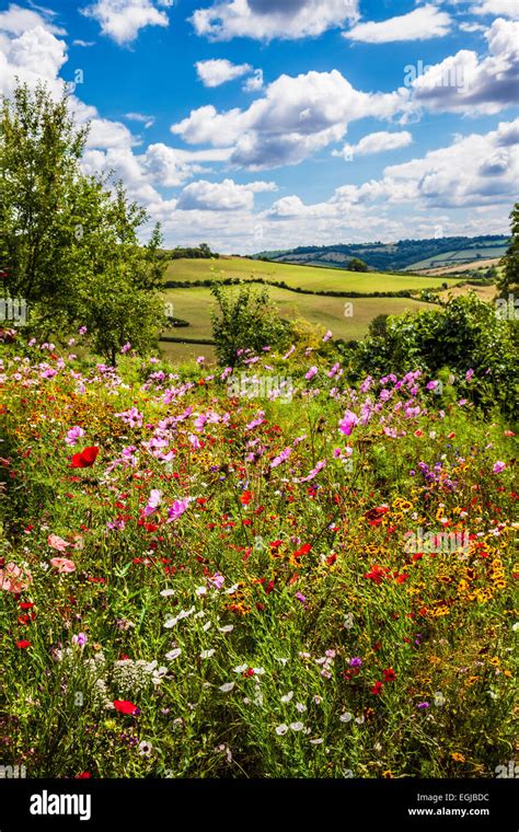 Summer Wildflowers With Rolling English Countryside Beyond Stock Photo