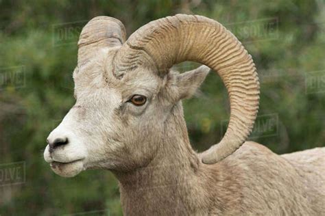Close Up Of A Wild Rocky Mountain Bighorn Sheep Ovis Canadensis