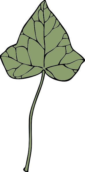 Ivy Outline Clipart Best